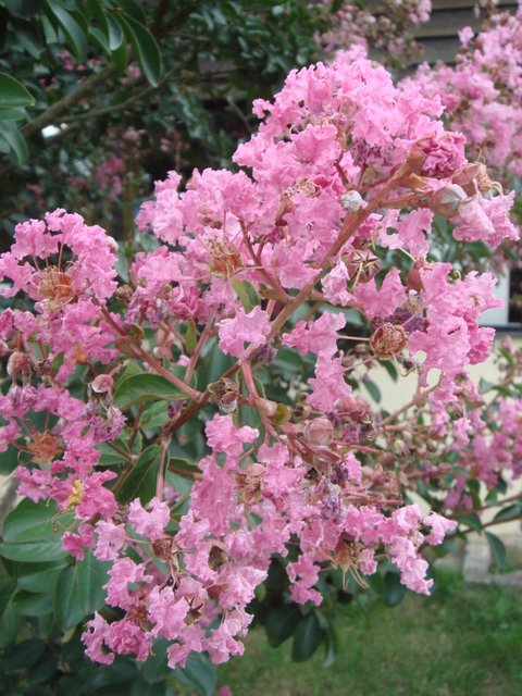 Lagerstroemia indica fleur